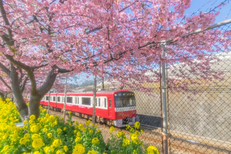 特選　Spring Train（三浦海岸河津桜）