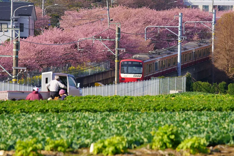 特選　Colors of spring