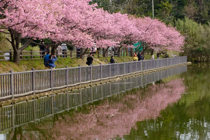 地域賞　桜満開