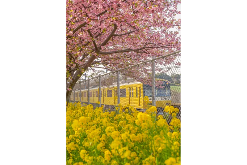 特選　花満開の沿道と幸せの黄色い電車