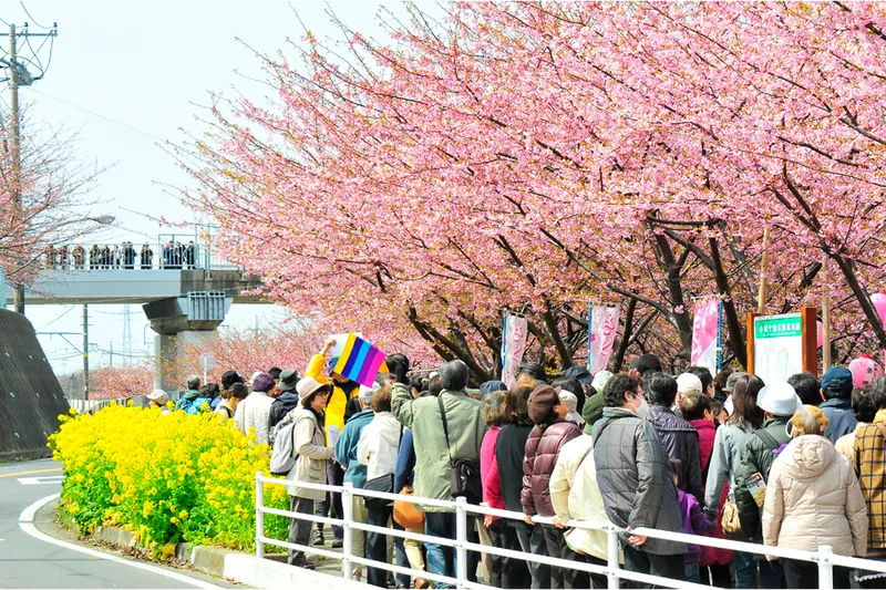 満開ツアーズ・オリジナル