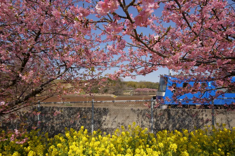 【最優秀賞】 河津桜と京急電車