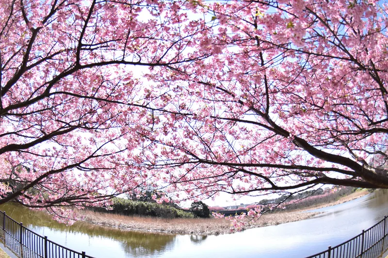 佳作　満開の河津桜