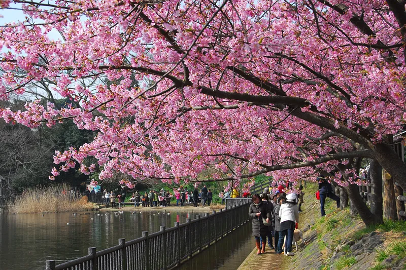 にぎわいの小松ヶ池