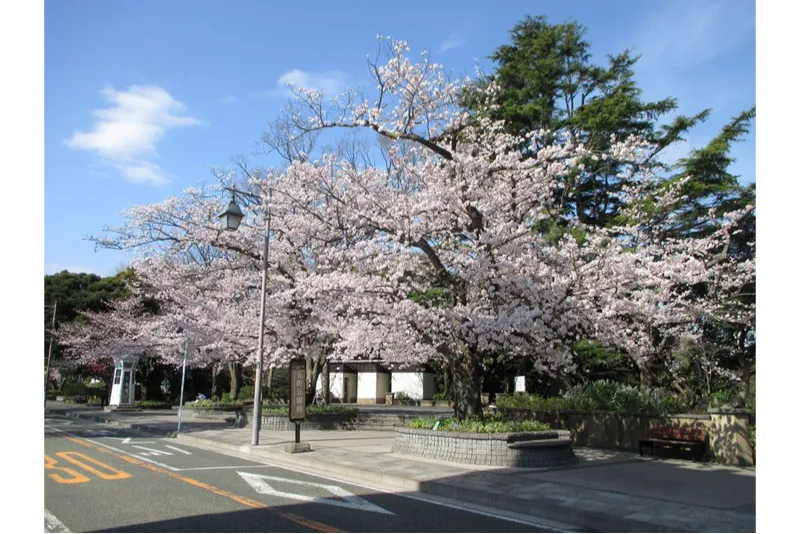 元町公園の桜・花見情報_1