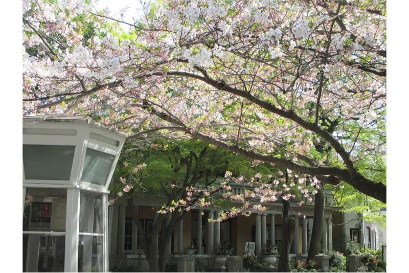 元町公園の桜・花見情報_2