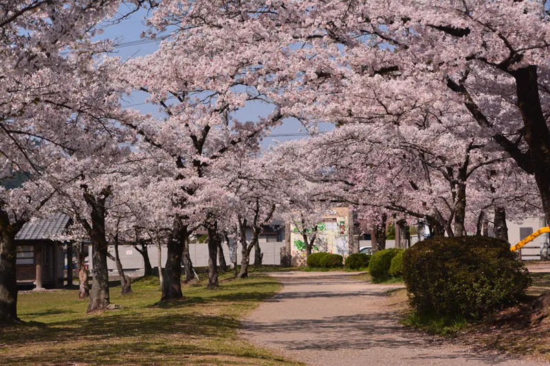 桜の下をゆっくり散策できます
