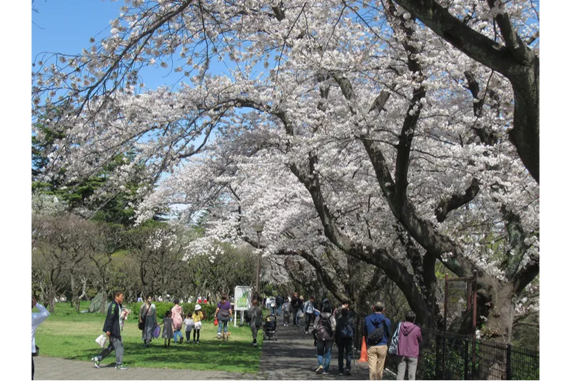 保土ケ谷公園の桜・花見情報_3