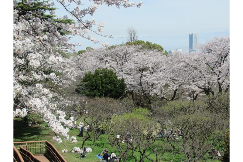 保土ケ谷公園の桜・花見情報_4