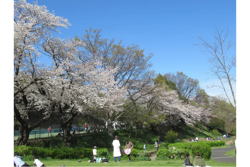にぎわい広場周辺のサクラ