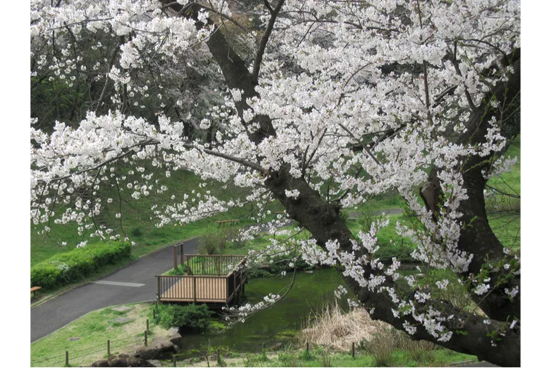池ながれ周辺のサクラ