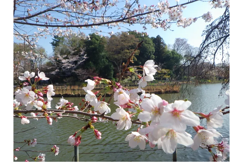 善福寺公園の桜・花見情報_1