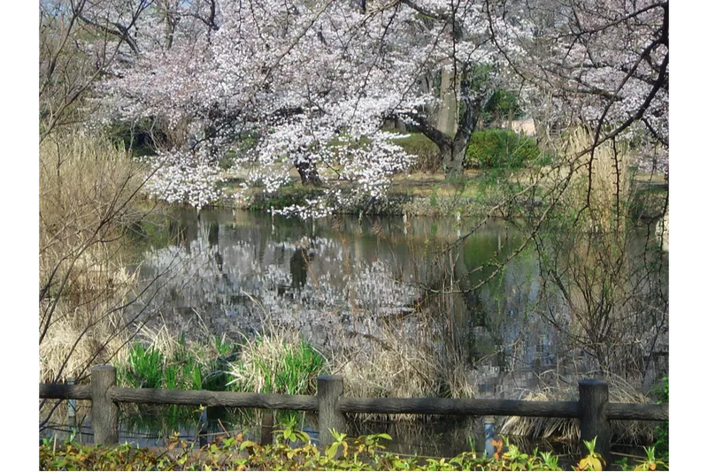 善福寺公園の桜・花見情報_2