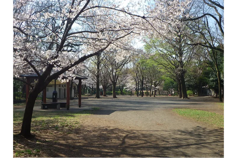 善福寺公園の桜・花見情報_3