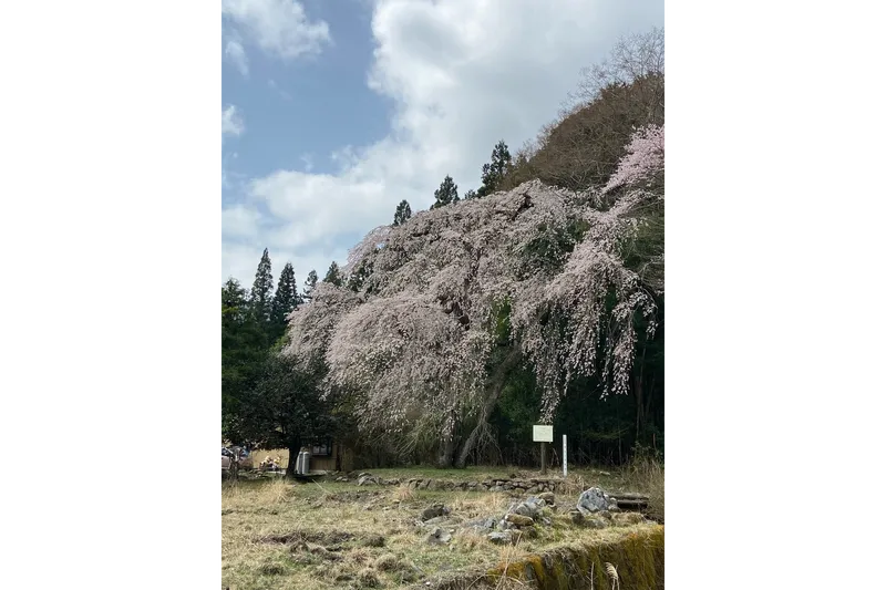 関場の桜・花見情報_1