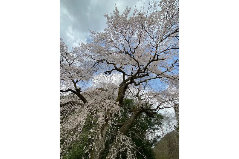 関場の桜・花見情報_2