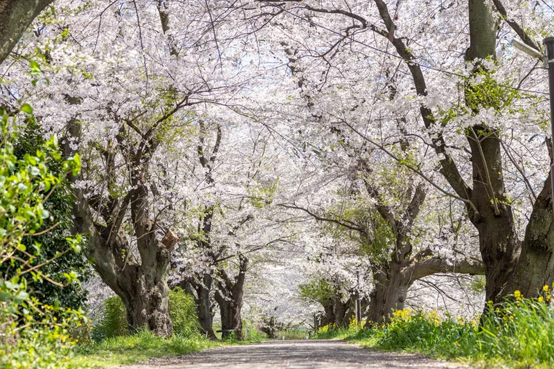 桜並木