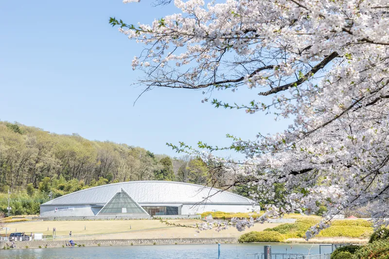 桜と岩宿博物館