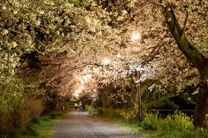 ライトアップされた桜並木