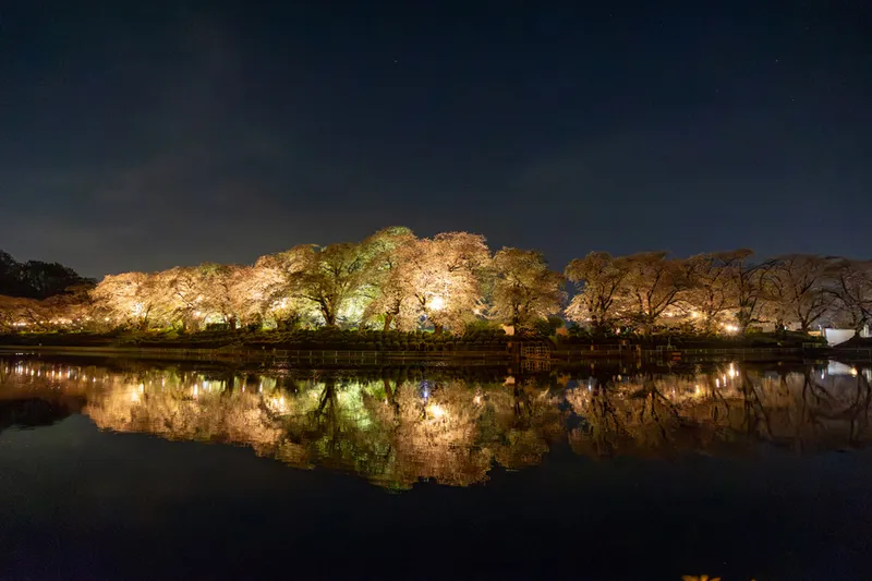 夜桜ライトアップ