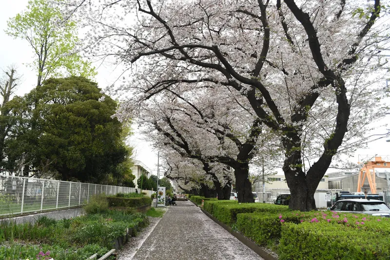 東原桜並木の桜・花見情報_1