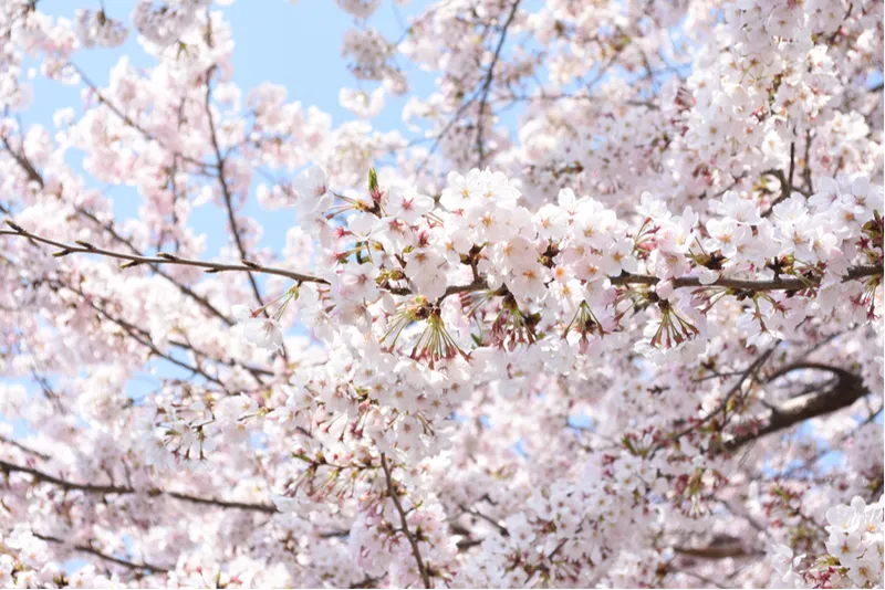 東原桜並木の桜・花見情報_2