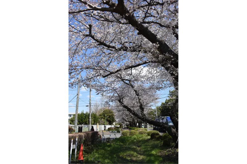 東原桜並木の桜・花見情報_3