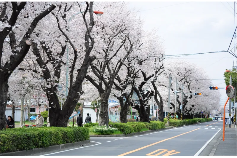 東原桜並木の桜・花見情報_4