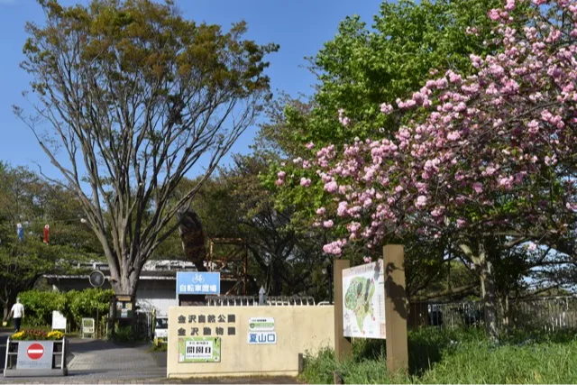 横浜市立金沢動物園の桜・花見情報_2