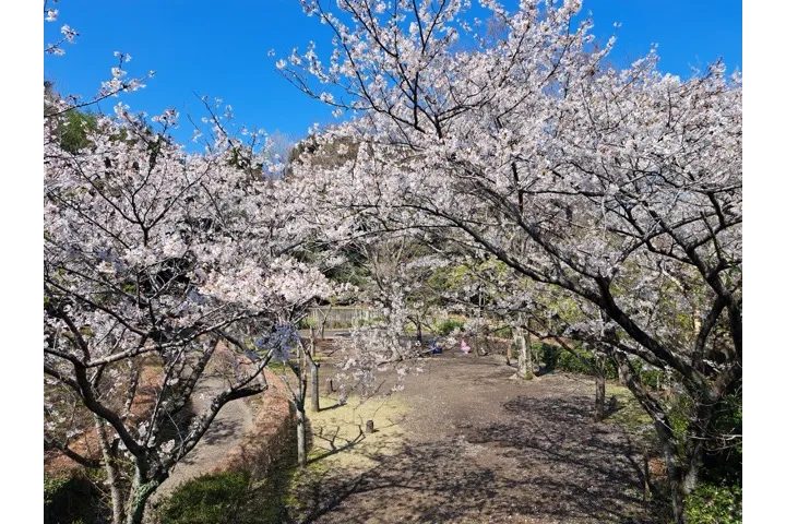 横浜市立金沢動物園の桜・花見情報_3
