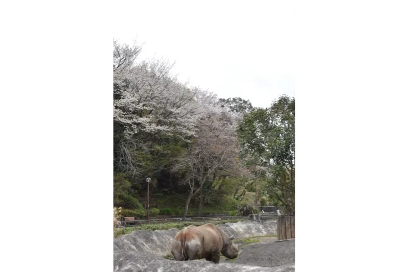横浜市立金沢動物園の桜・花見情報_4