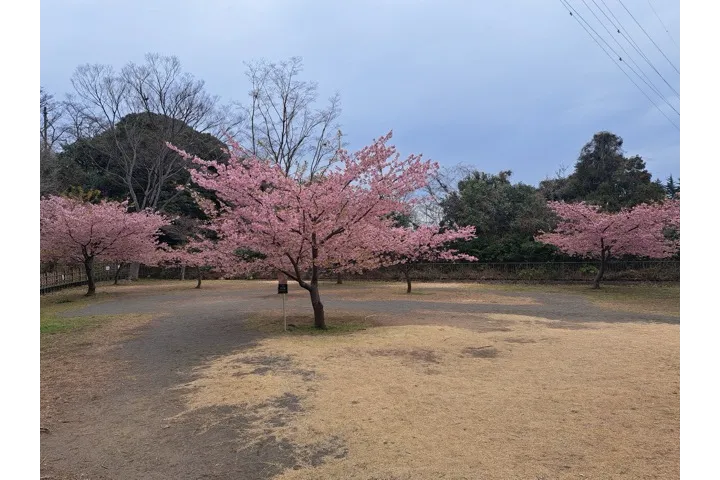 横浜市立金沢動物園の桜・花見情報_5
