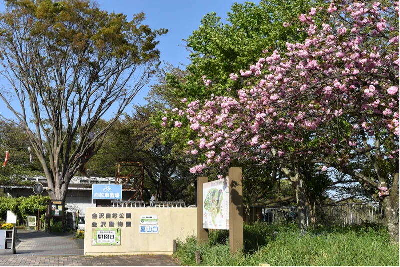 横浜市立金沢動物園の桜・花見情報_2