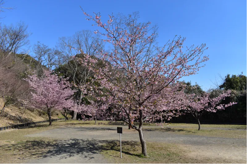 横浜市立金沢動物園の桜・花見情報_3
