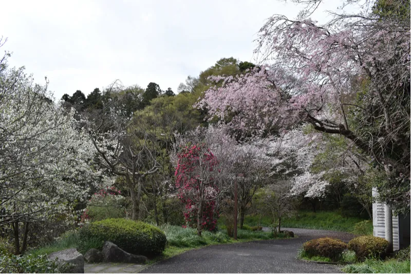 横浜市立金沢動物園の桜・花見情報_4