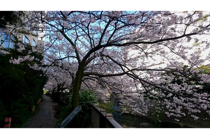 伊東温泉の桜・花見情報_1