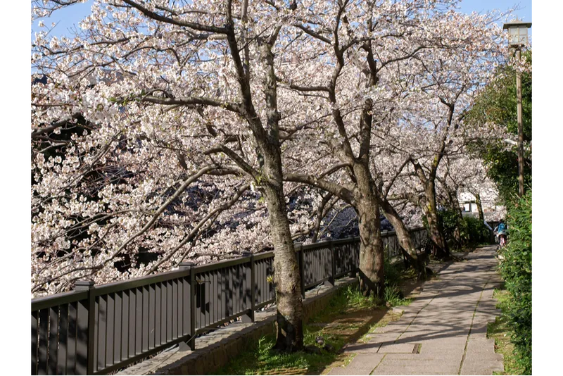 伊東温泉の桜・花見情報_2