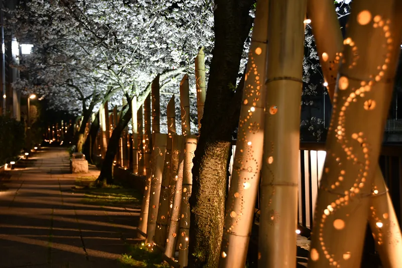 伊東温泉の桜・花見情報_3