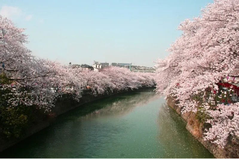 大岡川プロムナードの桜・花見情報_1