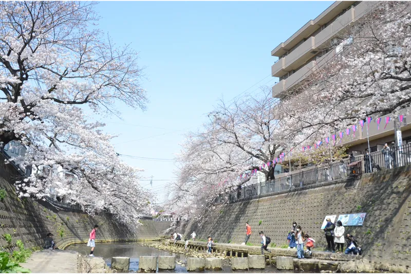 大岡川プロムナードの桜・花見情報_2