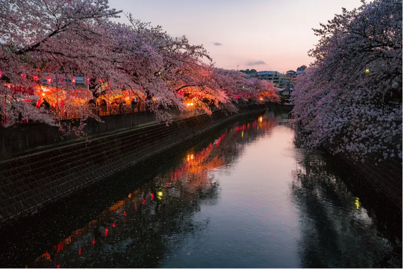 大岡川プロムナードの桜・花見情報_3