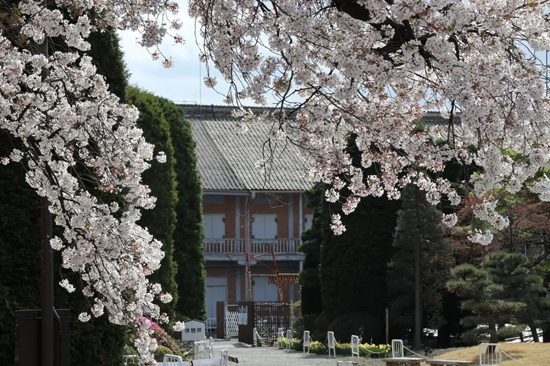 東置繭所と桜