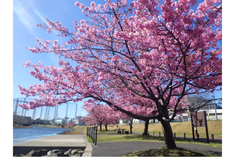 旧中川水辺公園_2