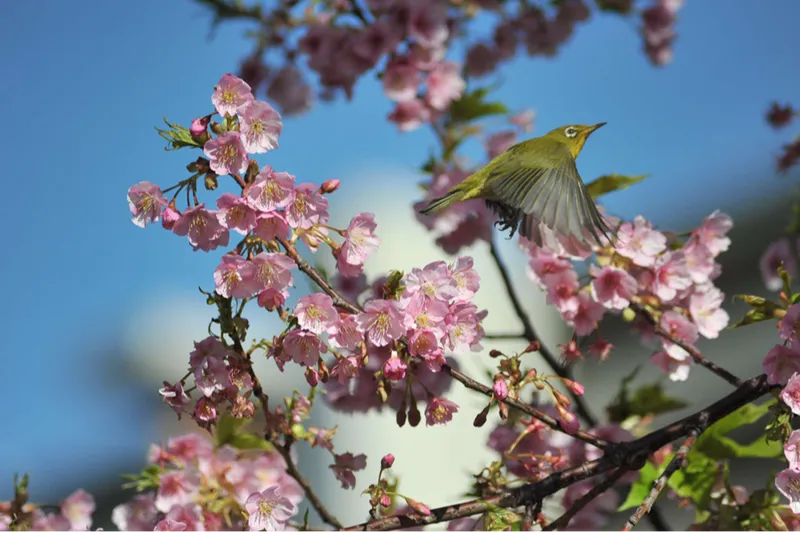 旧中川水辺公園_3