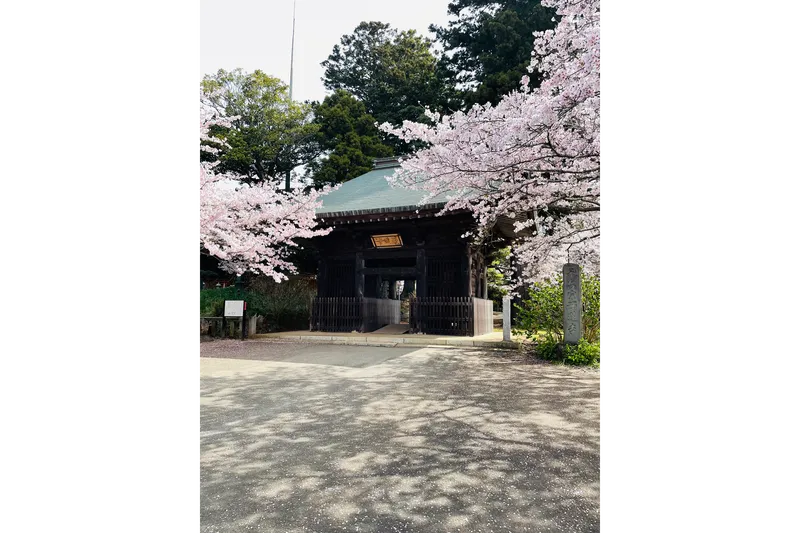 西蓮寺の桜・花見情報_1