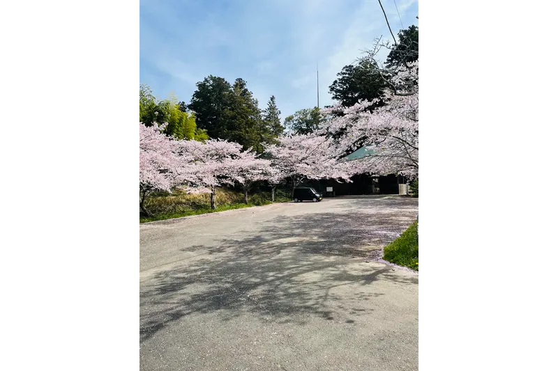 西蓮寺の桜・花見情報_2