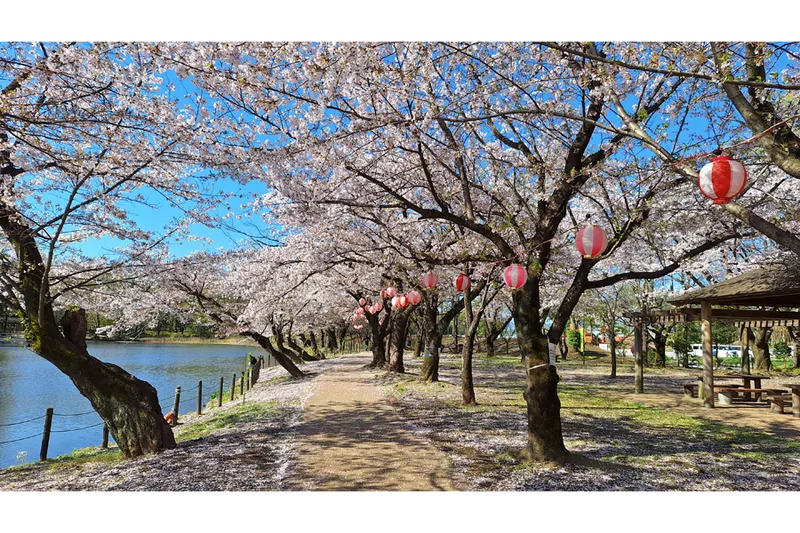 桜まつり開催時