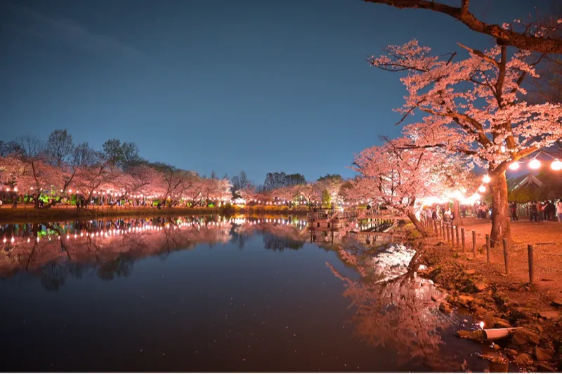 桜まつり開催時