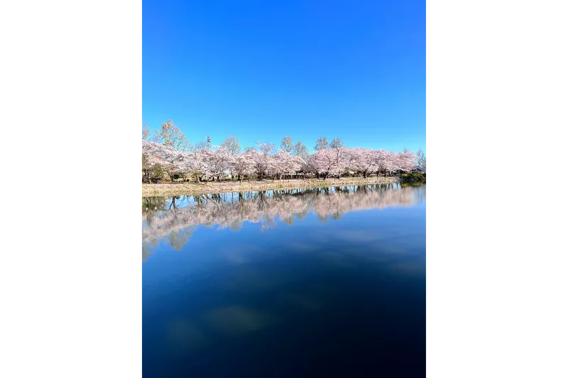 桜まつり開催時