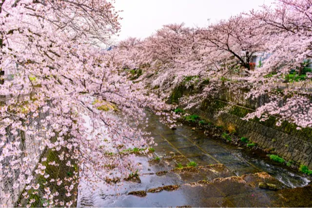 恩田川の桜・花見情報_1